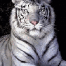 Avatar de Tiger